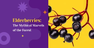 elderberries banner intro
