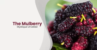 mulberry banner intro