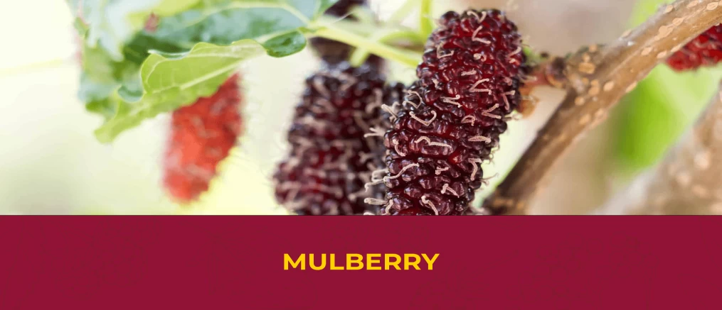 nutritonists about mulberries