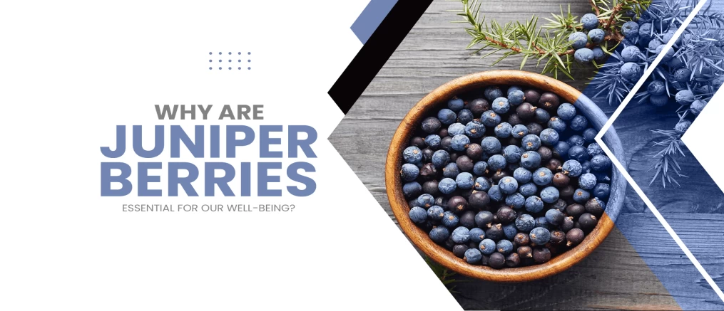 why juniper berries essential for well-being